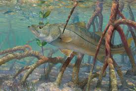 mangroves-fish-healthy