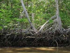 rhyzophora_mangle_red_mangrove_trees_small1